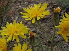 Crepis occidentalis pumila