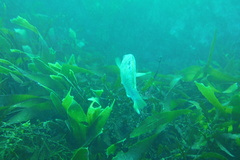 Notolabrus celidotus