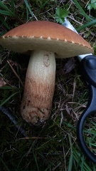 Hemileccinum rubropunctum