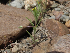 Rigiopappus leptocladus