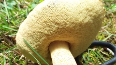 Hemileccinum rubropunctum
