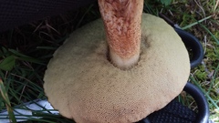 Hemileccinum rubropunctum