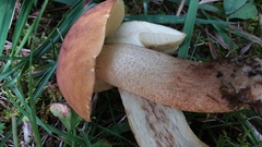 Hemileccinum rubropunctum