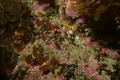 Notoclinops segmentatus