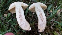 Hemileccinum rubropunctum