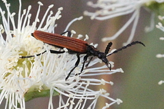 Pseudolycus torridus