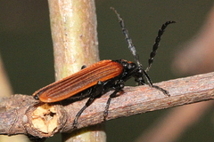 Pseudolycus torridus