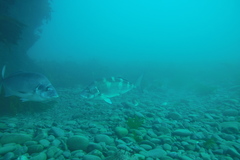 Latridopsis ciliaris