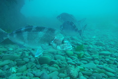 Latridopsis ciliaris