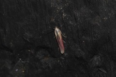 Oncocera semirubella