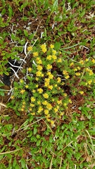 Rhodiola quadrifida