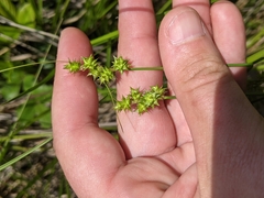 Carex atlantica atlantica