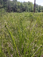 Carex atlantica atlantica