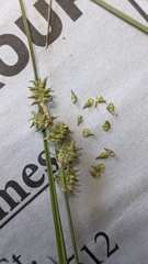 Carex atlantica atlantica