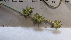 Carex atlantica atlantica