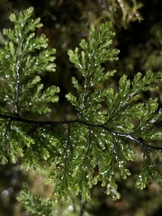 Hymenophyllum plicatum