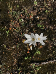 Drosera huegelii