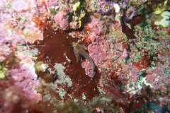 Notoclinops yaldwyni