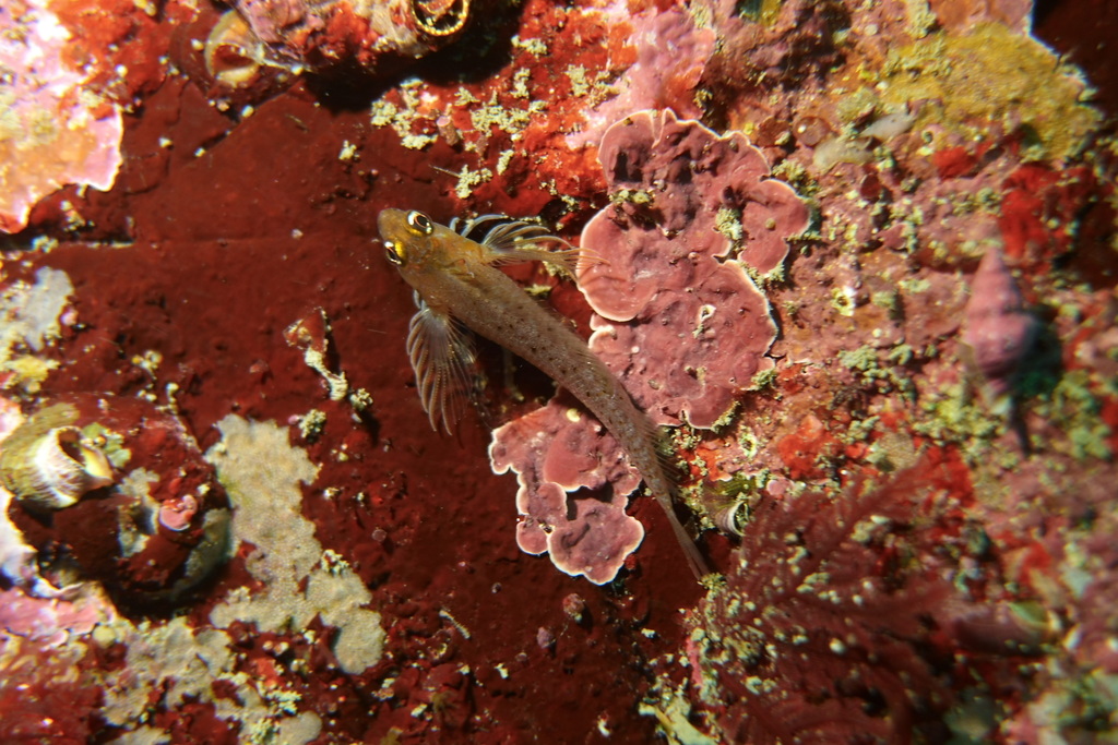 Yaldwyn's Triplefin