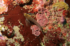 Notoclinops yaldwyni