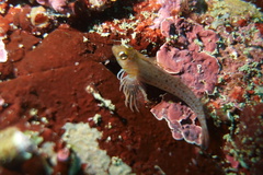 Notoclinops yaldwyni