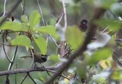 Pipilo maculatus × ocai