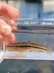 Tridentiger trigonocephalus