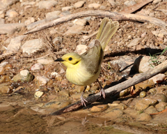 Ptilotula flavescens