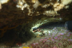 Ophiopsammus maculata