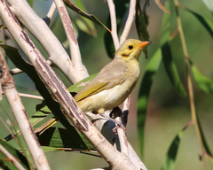 Ptilotula flavescens
