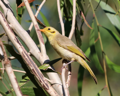 Ptilotula flavescens