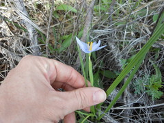 Nemastylis geminiflora