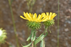 Grindelia subalpina