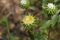 Grindelia subalpina