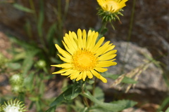 Grindelia subalpina
