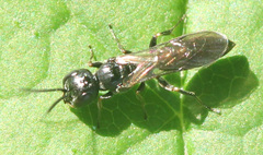 Passaloecus