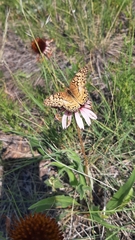 Euptoieta claudia