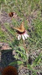 Euptoieta claudia