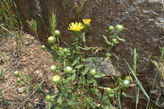 Grindelia subalpina