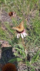 Euptoieta claudia
