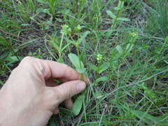Valerianella amarella