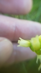 Spiranthes × stellata