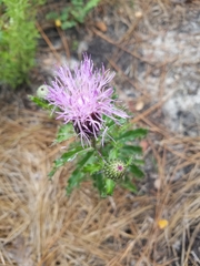 Cirsium pumilum