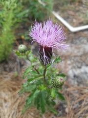 Cirsium pumilum