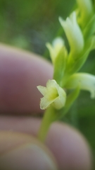 Spiranthes × stellata