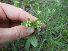 Valerianella amarella
