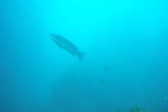 Odax pullus