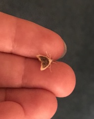 Glaphyria fulminalis