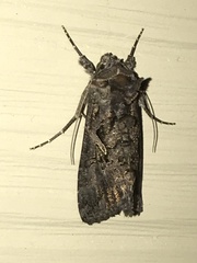 Ctenoplusia oxygramma