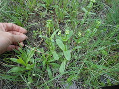 Valerianella amarella
